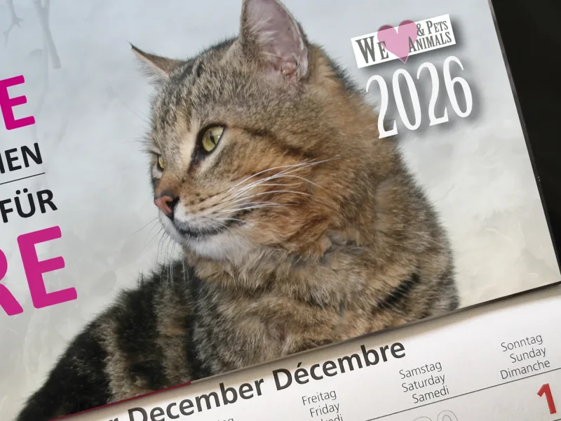 3-Monats-Kalender Katze
