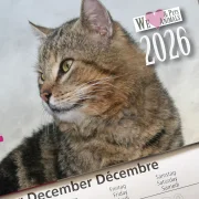 3-Monats-Kalender Katze
