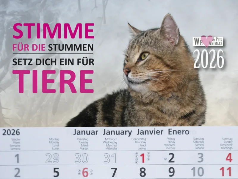 3-Monats-Kalender Katze