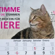 3-Monats-Kalender Katze