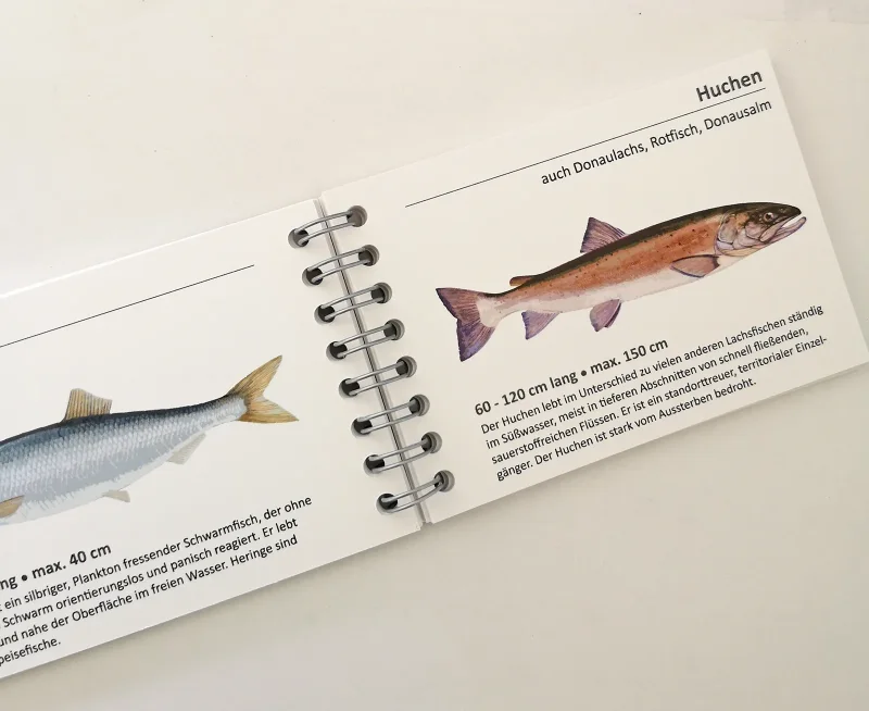 Fischkarten Fischfächer