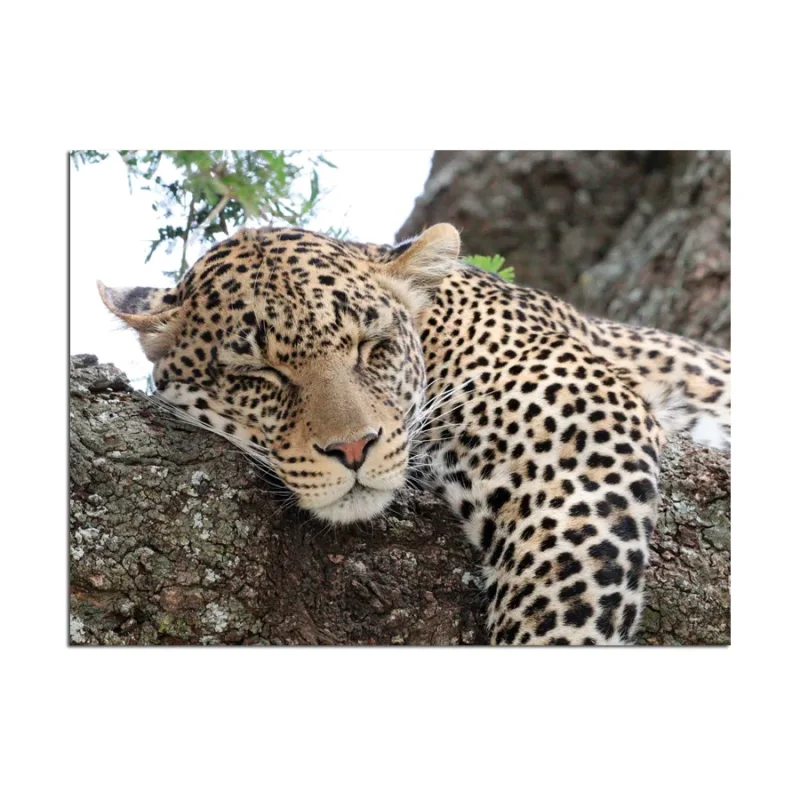 Fotoleinwand in 2 Größen