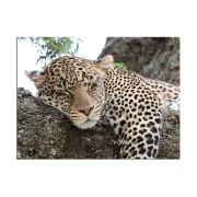 Fotoleinwand in 2 Größen