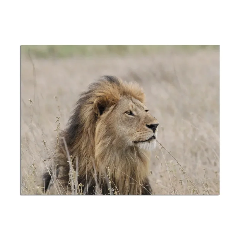 Fotoleinwand in 2 Größen