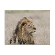 Fotoleinwand in 2 Größen