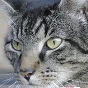 Geburtstagskalender Katzen