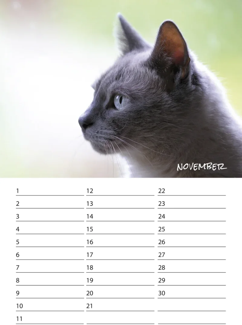 Geburtstagskalender Katzen