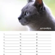 Geburtstagskalender Katzen