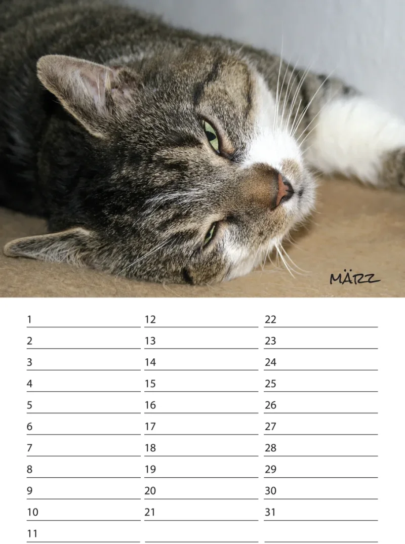 Geburtstagskalender Katzen