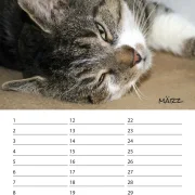 Geburtstagskalender Katzen