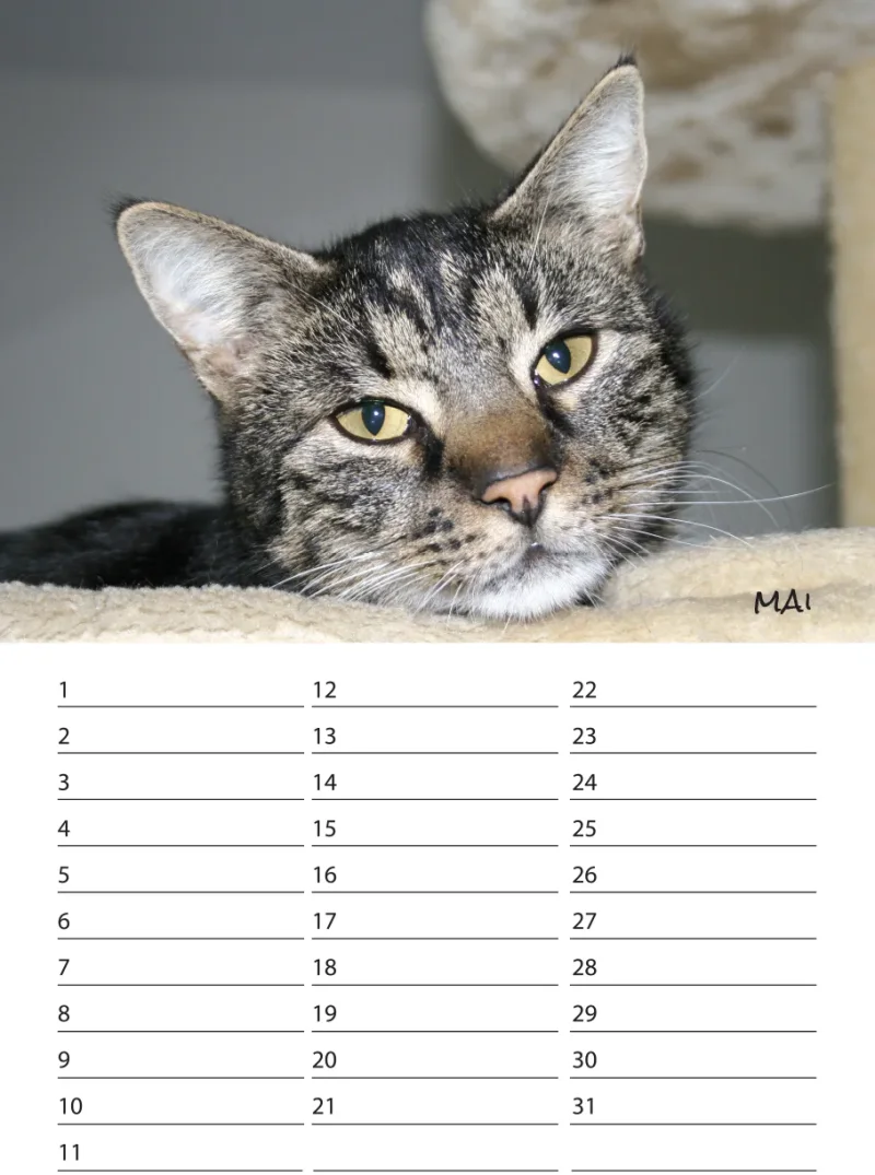 Geburtstagskalender Katzen
