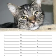 Geburtstagskalender Katzen