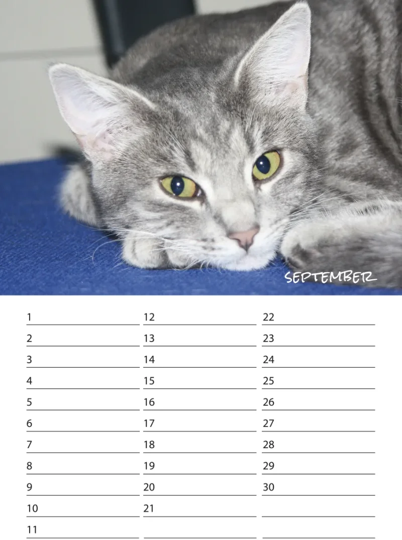 Geburtstagskalender Katzen