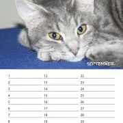 Geburtstagskalender Katzen