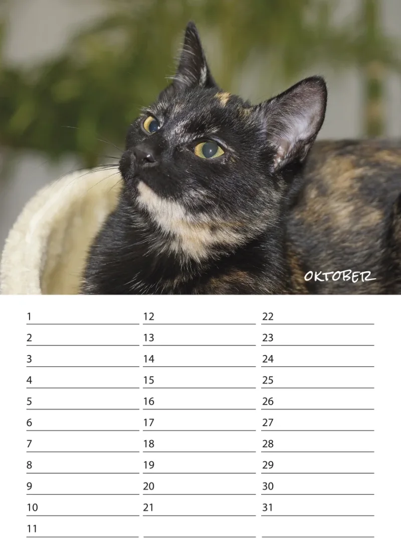 Geburtstagskalender Katzen