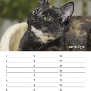 Geburtstagskalender Katzen
