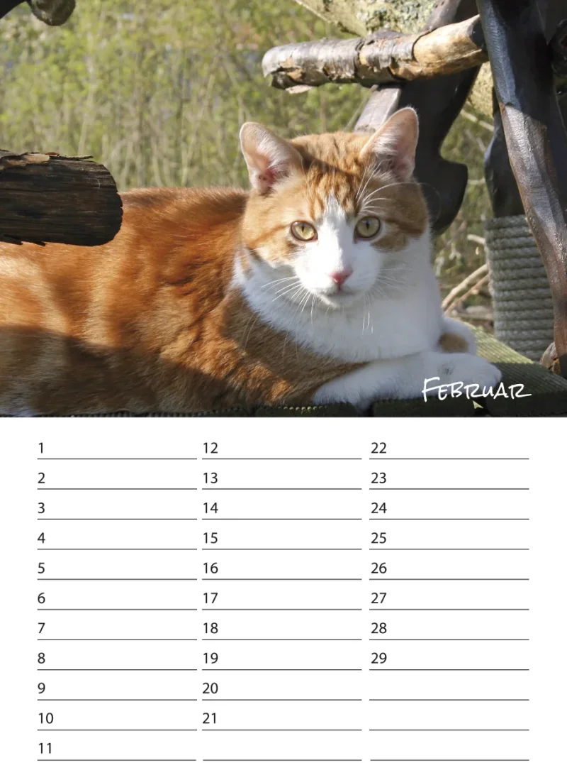Geburtstagskalender Katzen