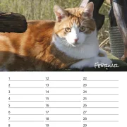 Geburtstagskalender Katzen