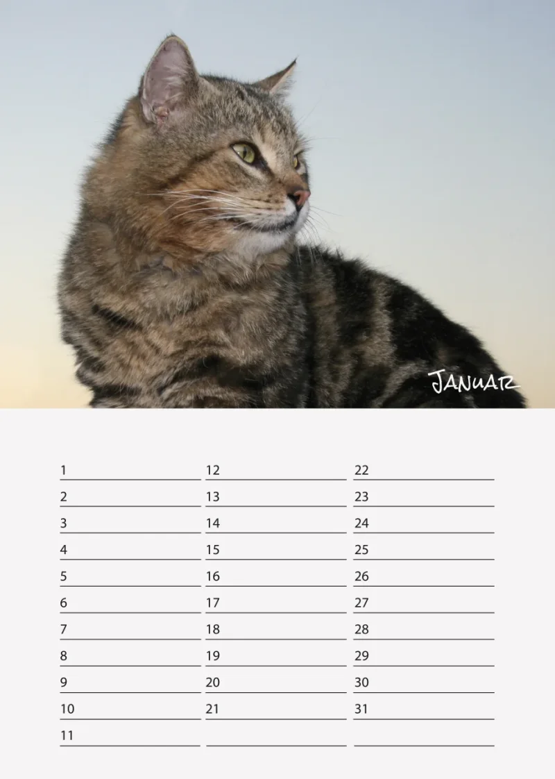 Geburtstagskalender Katzen