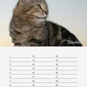 Geburtstagskalender Katzen
