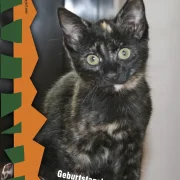 Geburtstagskalender Kitten