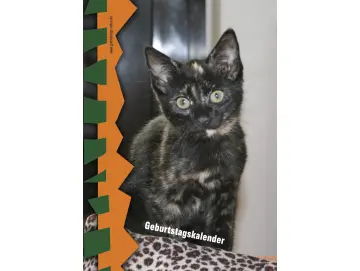 Geburtstagskalender Kitten