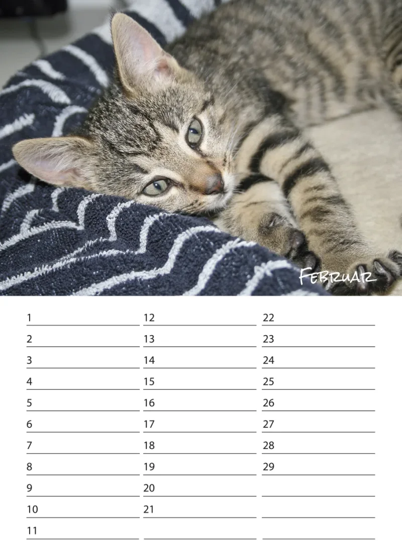 Geburtstagskalender Kitten