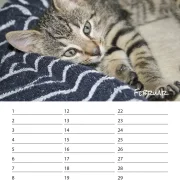Geburtstagskalender Kitten
