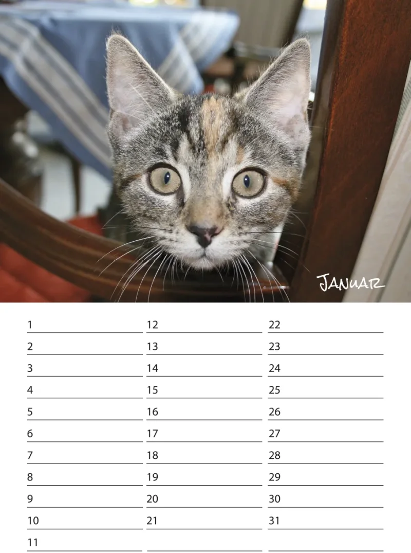 Geburtstagskalender Kitten