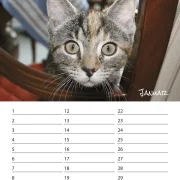 Geburtstagskalender Kitten