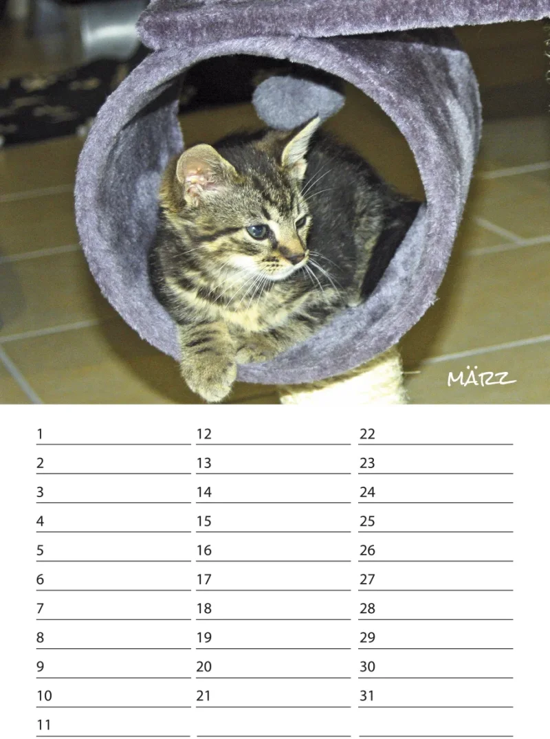Geburtstagskalender Kitten