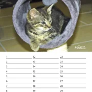 Geburtstagskalender Kitten