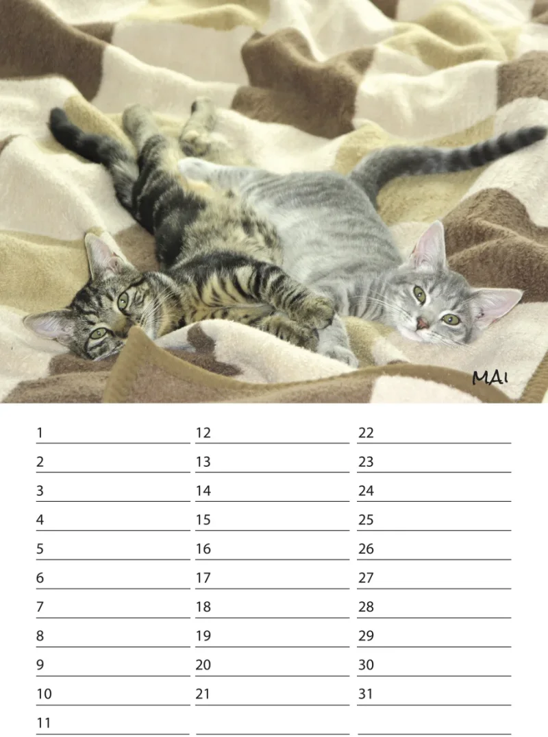 Geburtstagskalender Kitten
