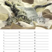Geburtstagskalender Kitten