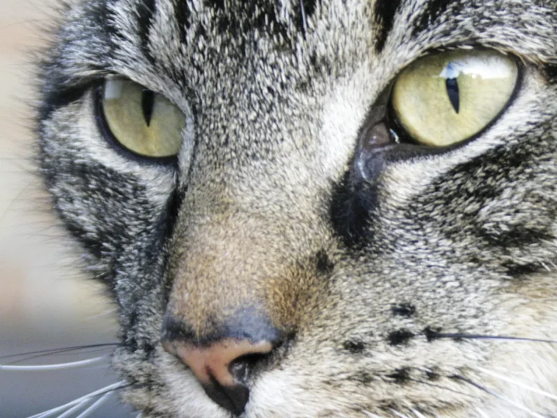 Handtuch Kater Katze Leo