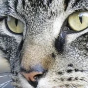 Handtuch Kater Katze Leo