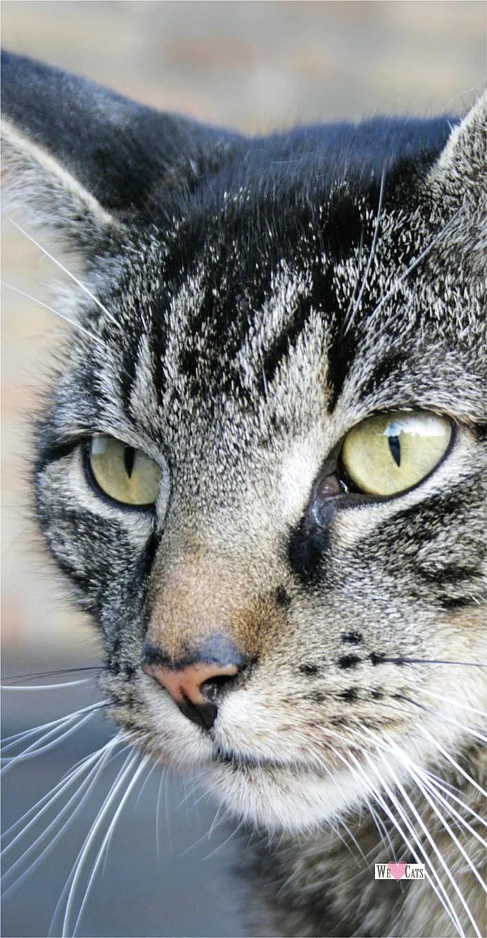 Handtuch Kater Katze Leo