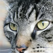 Handtuch Kater Katze Leo