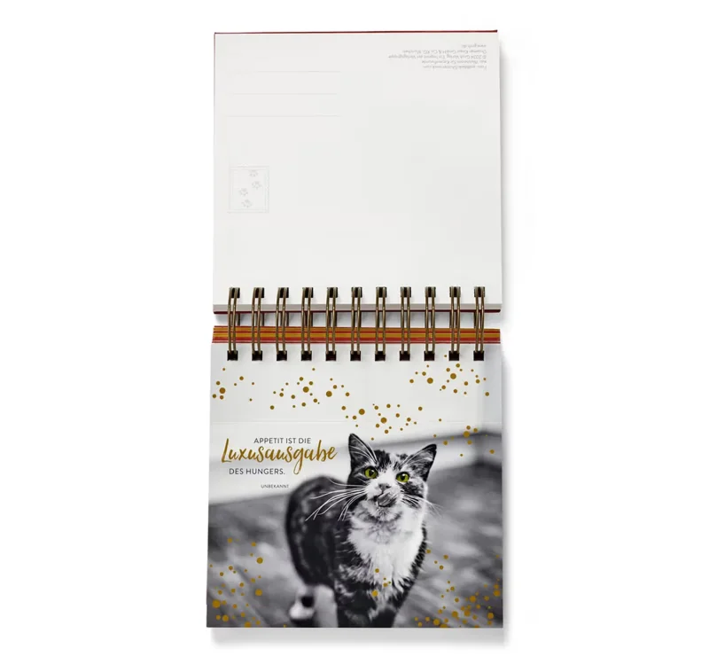 Katzen Postkarten
