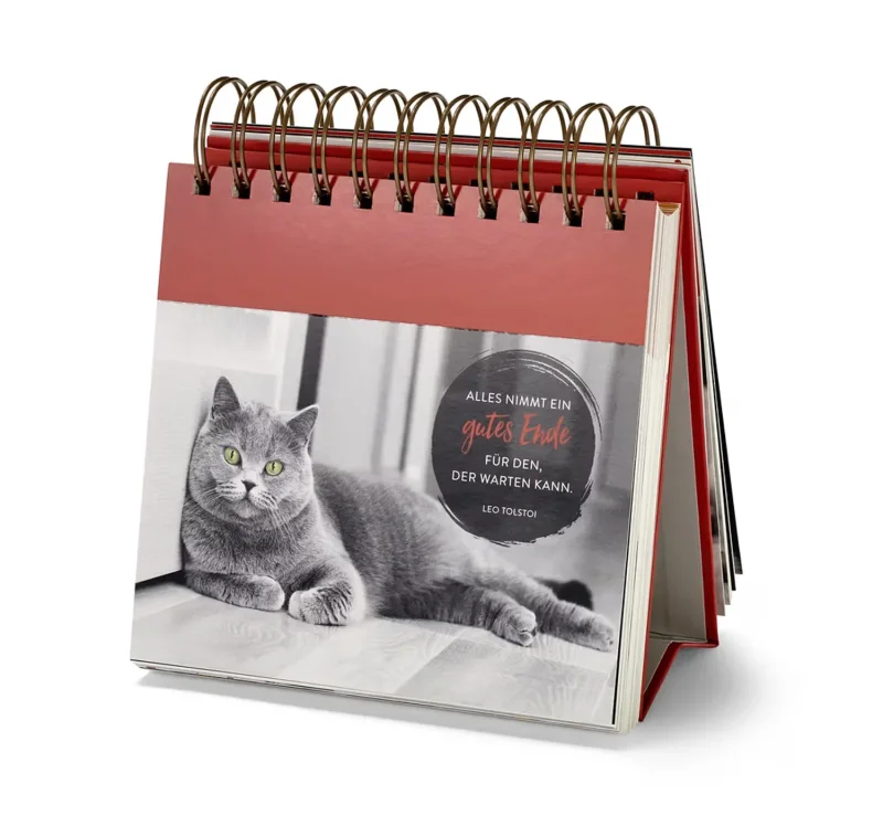 Katzen Postkarten