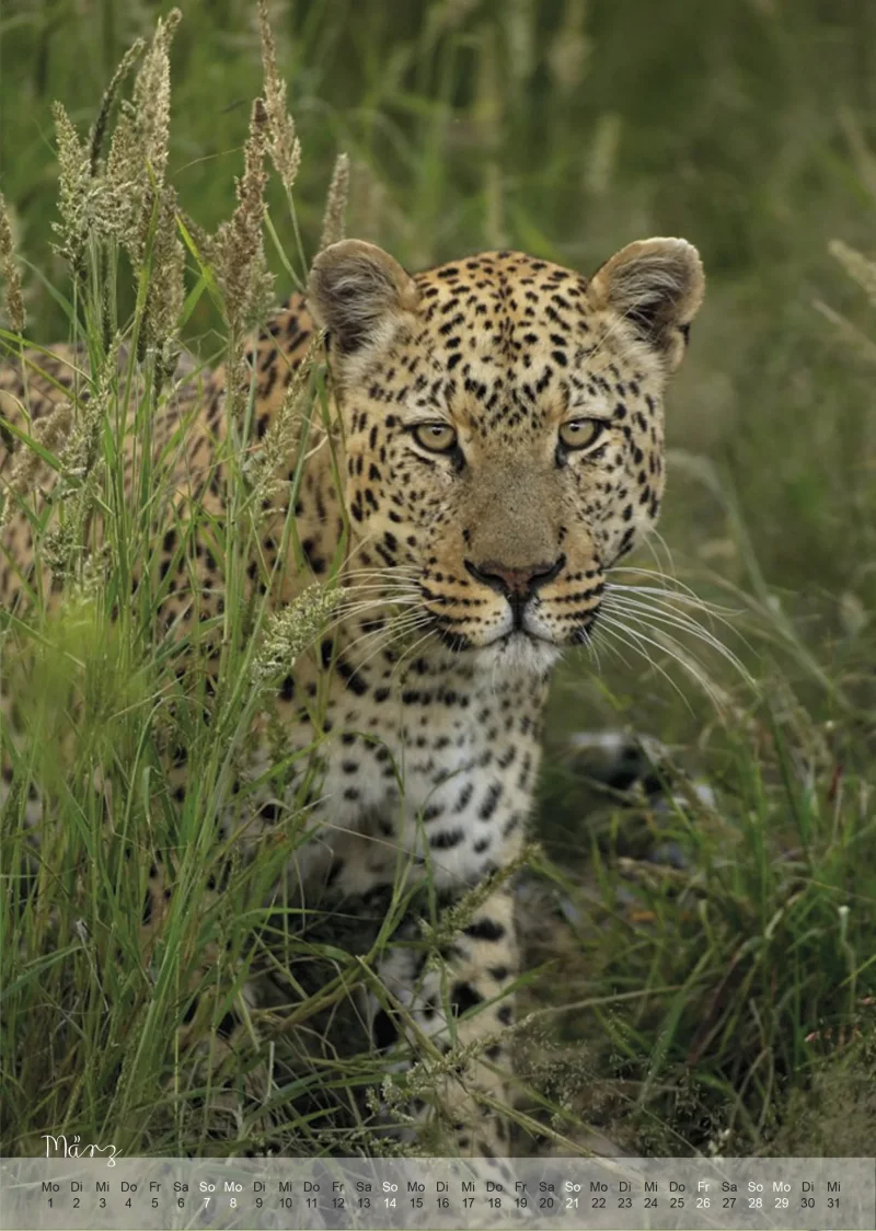 Wild Life Kalender