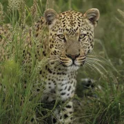 Wild Life Kalender