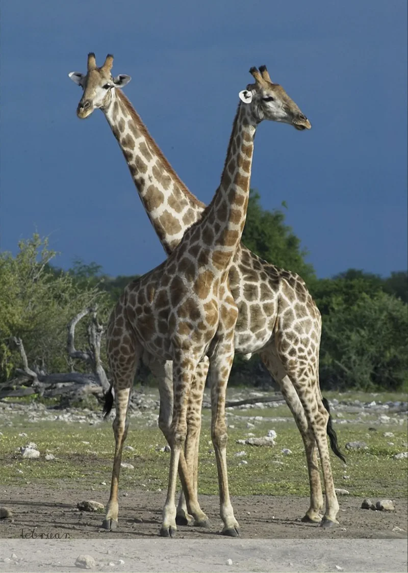 Wild Life Kalender