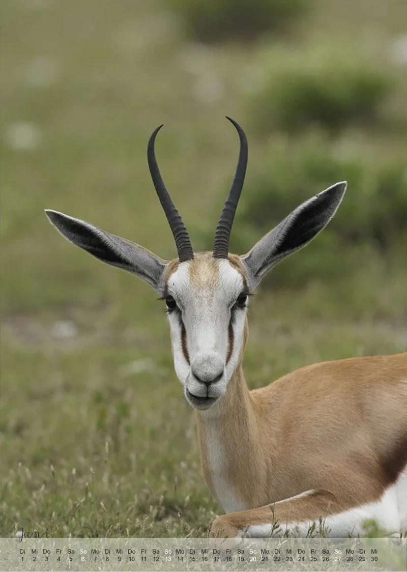Wild Life Kalender