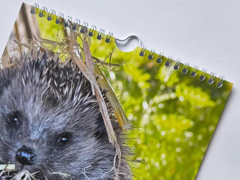 Wandkalender Igel
