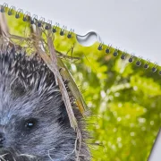 Wandkalender Igel