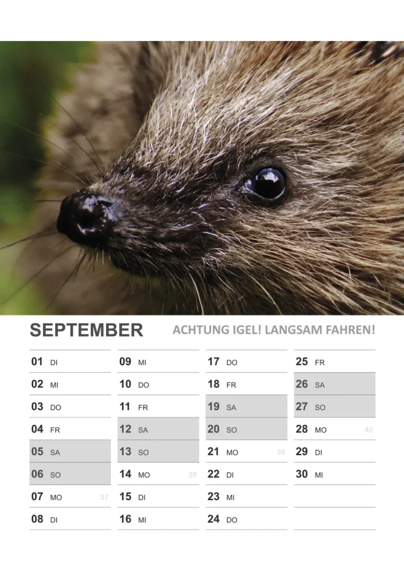 Wandkalender Igel
