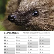 Wandkalender Igel