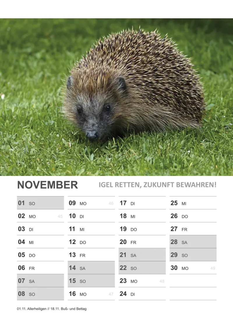 Wandkalender Igel