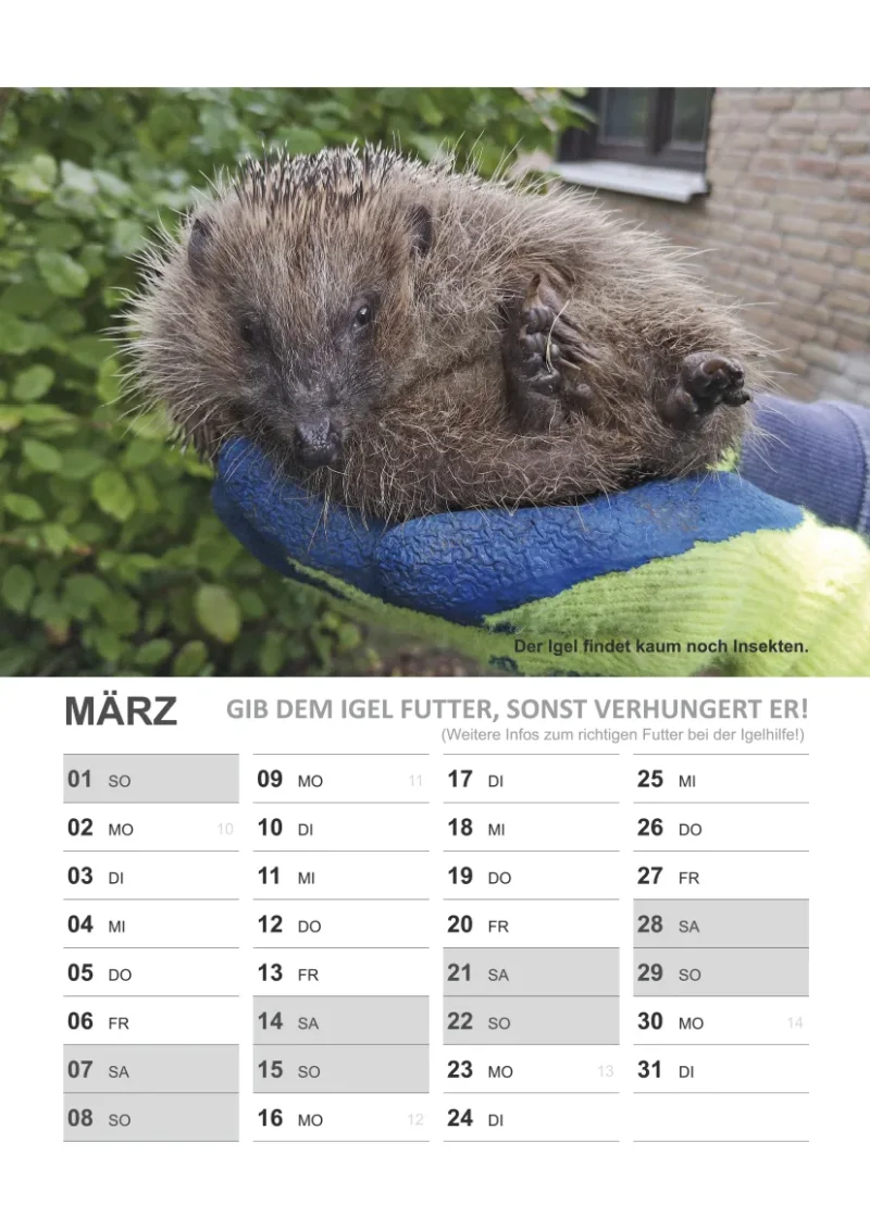 Wandkalender Igel